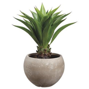 34" H x 21" L Agave Plant in Pot - Florals and Foliage
