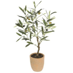 26" Olive Tree In Cement Pot - Florals and Foliage