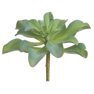 7" Kalanchoe Plant Green/Gray - Florals and Foliage