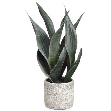 15" Sansevieria Plant in Ceramic Pot- Florals and Foliage