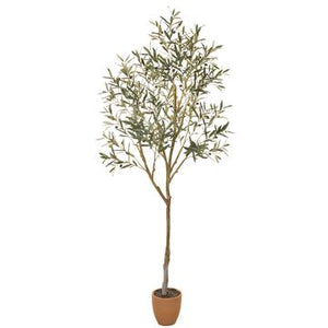 84" Olive tree In Cement Pot - Florals and Foliage