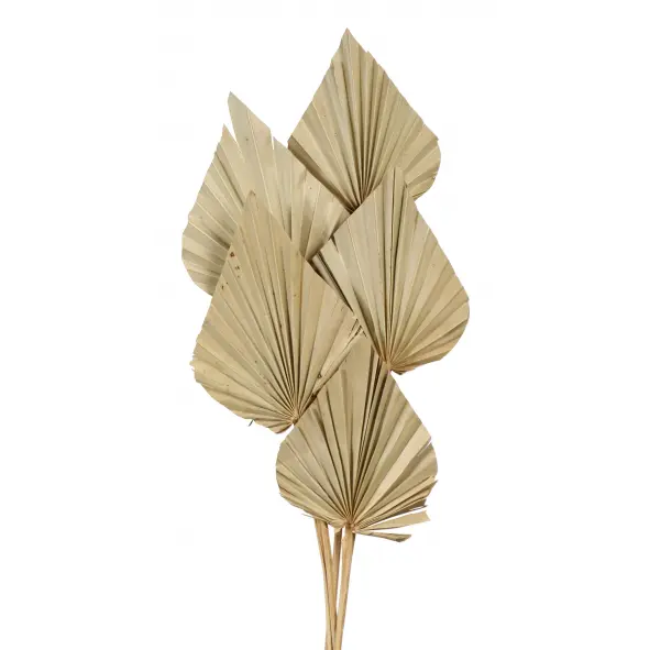 Palm Spear Regular Natural 5-stem