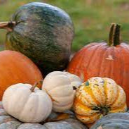 Specialty Pumpkin (Multiple Sizes)