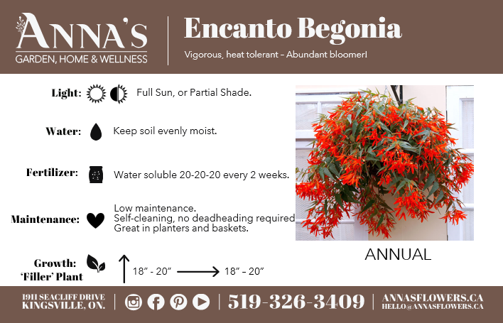 11" Encanto Begonia (Multiple Colours)