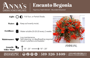 11" Encanto Begonia (Multiple Colours)