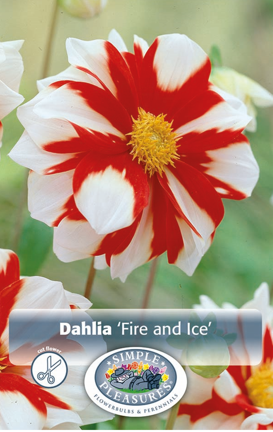 Dahlia Mignon Fire and Ice Bulbs