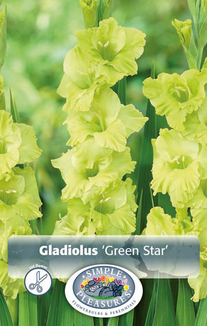 
            
                Load image into Gallery viewer, Gladiolus Green Star Bulbs
            
        