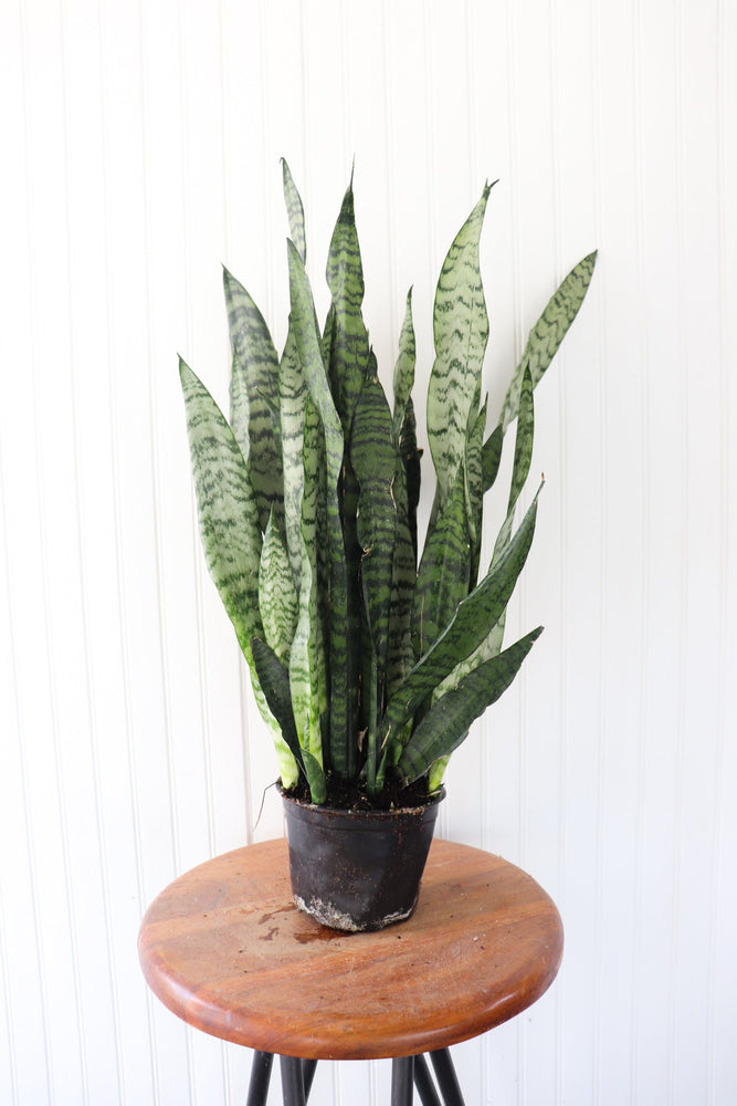 6" Sansevieria Zeylanica - Snake Plant