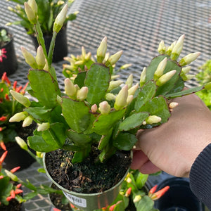 4” Spring Cactus in Bare Pot