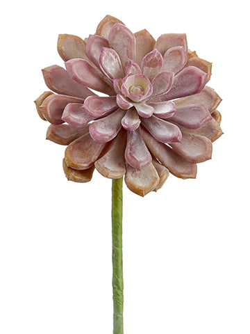 6" Soft Touch Baby Aeonium Pick (Multiple Colours) - Florals and Foliage