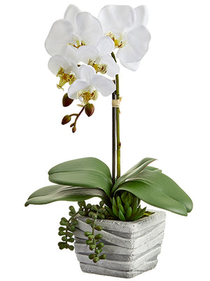 16" Artificial Phalaenopsis/Succulent White - Florals and Foliage