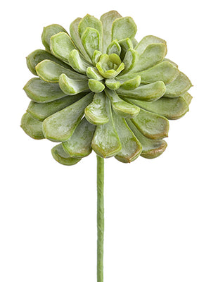 6" Soft Touch Baby Aeonium Pick (Multiple Colours) - Florals and Foliage
