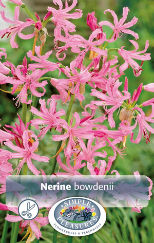 
            
                Load image into Gallery viewer, Nerine Bowdenii Bulbs
            
        