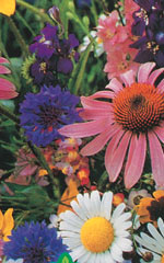 Wildflower Butterfly Seed Mixture 25G