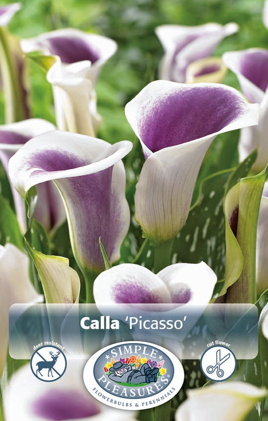 
            
                Load image into Gallery viewer, Canna Greenleaved Picasso Bulbs
            
        