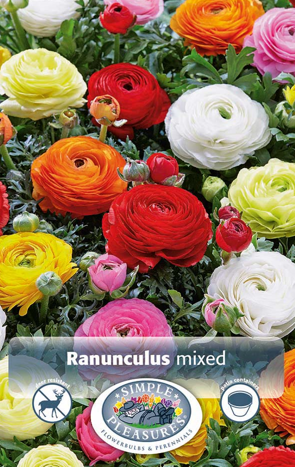 Ranunculus Mixed Bulbs