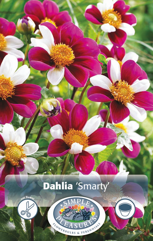 Dahlia Mignon Smarty Bulbs